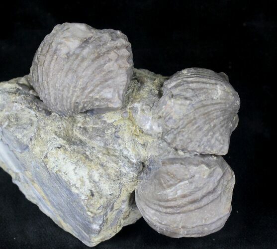 Platystrophia Brachiopods Fossil From Kentucky #20723